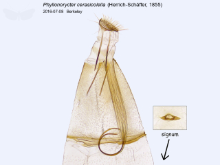 Phyllonorycter cerasicolella