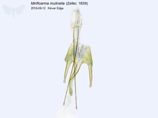 Mirificarma mulinella
