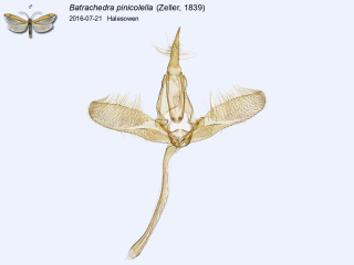 Batrachedra pinicolella