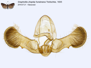 Grapholita (Aspila) funebrana