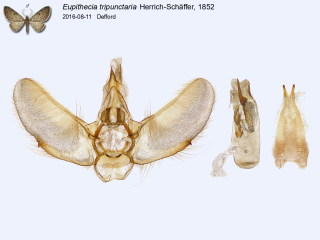 Eupithecia tripunctaria