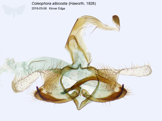 Coleophora albicosta