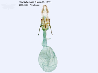 Thyraylia nana