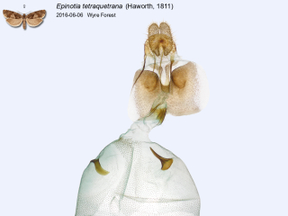 Epinotia tetraquetrana