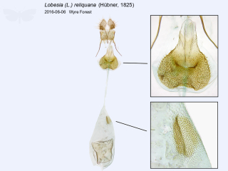 Lobesia (L.) reliquana