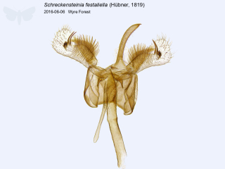Schreckensteinia festaliella