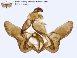 Bactra (Bactra) furfurana