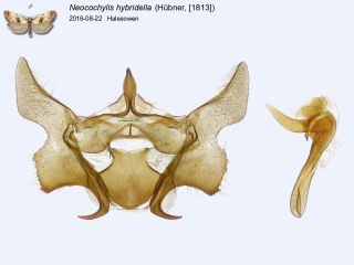 Neocochylis hybridella