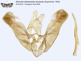 Elachista (Aphelosetia) bisulcella