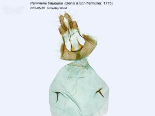 Pammene trauniana