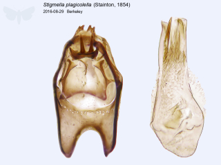 Stigmella plagicolella