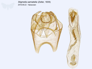 Stigmella samiatella