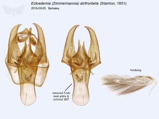 Ectoedemia (Zimmermannia) atrifrontella