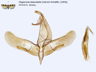 Oegoconia deauratella