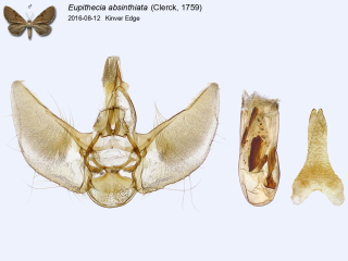 Eupithecia absinthiata