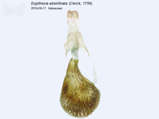 Eupithecia absinthiata