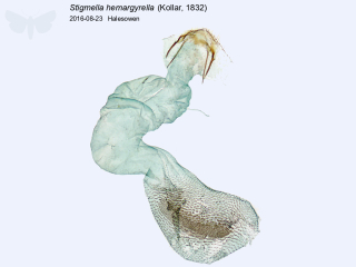 Stigmella hemargyrella