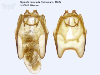Stigmella carpinella