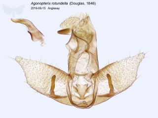 Agonopterix rotundella