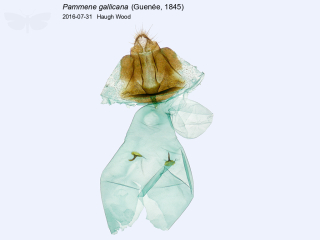 Pammene gallicana