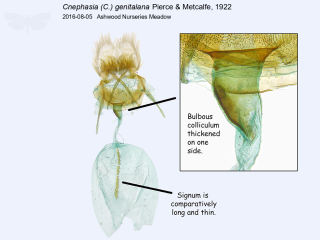 Cnephasia (C.) genitalana