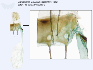 Aproaerema larseniella