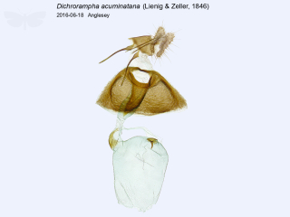 Dichrorampha acuminatana