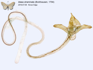 Idaea straminata