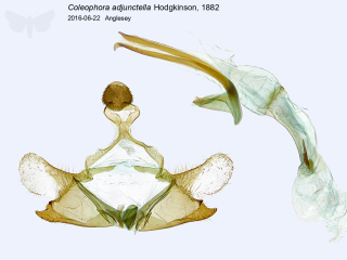 Coleophora adjunctella
