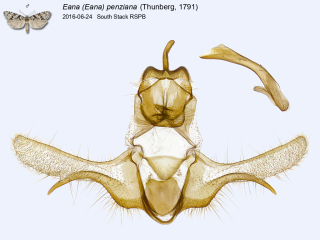Eana (Eana) penziana