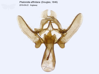 Phalonidia affinitana