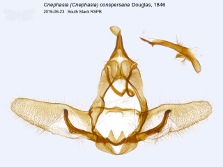 Cnephasia (Cnephasia) conspersana