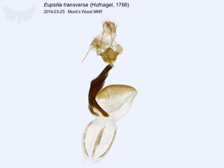 Eupsilia transversa