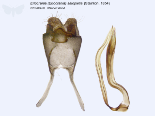 Eriocrania (Eriocrania) salopiella