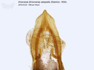 Eriocrania (Eriocrania) salopiella