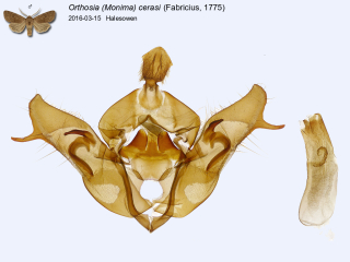 Orthosia (Monima) cerasi