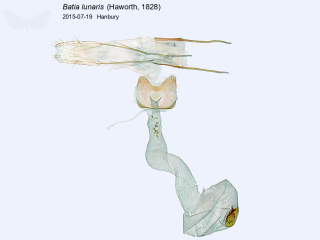 Batia lunaris