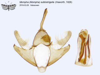 Mompha (Mompha) subbistrigella