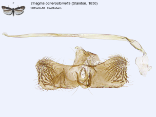 Tinagma ocnerostomella