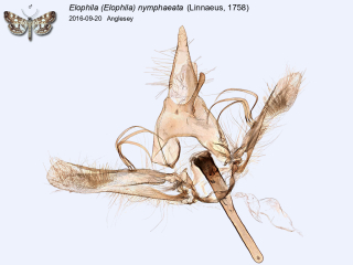 Elophila (Elophila) nymphaeata