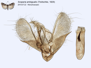 Scoparia ambigualis