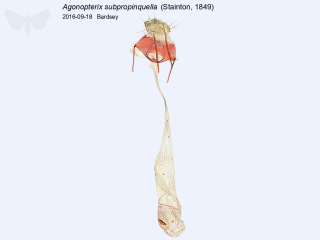Agonopterix subpropinquella