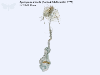 Agonopterix arenella