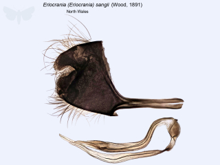 Eriocrania (Eriocrania) sangii
