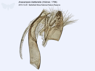 Anacampsis blattariella