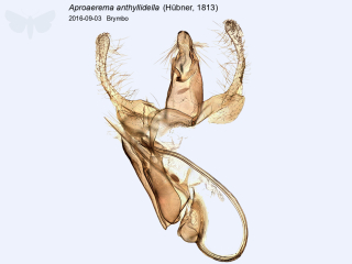 Aproaerema anthyllidella