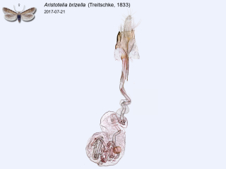 Aristotelia brizella