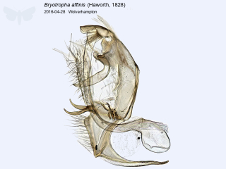 Bryotropha affinis