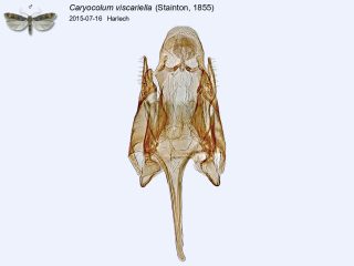 Caryocolum viscariella