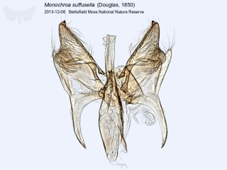 Monochroa suffusella